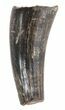 Plesiosaur Tooth - North Sulfur River, Texas #42449-1
